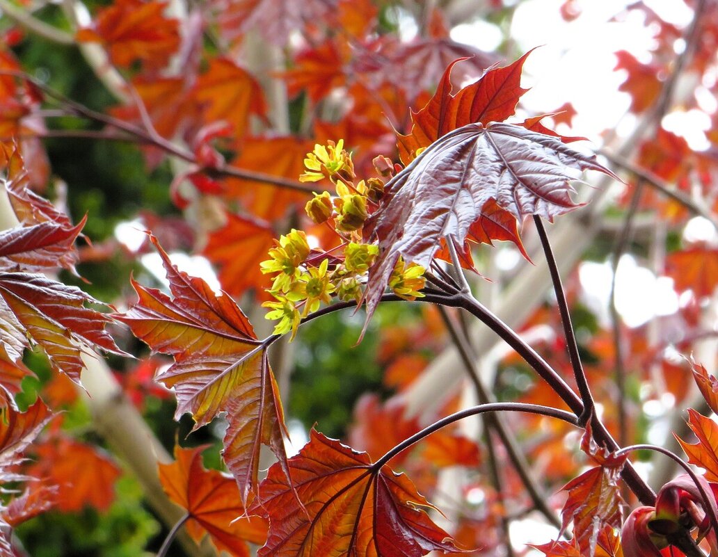 Клён - Лариса С.