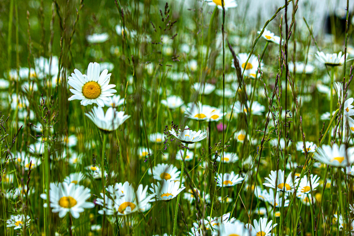 Луговые травы. - Lucy Schneider 