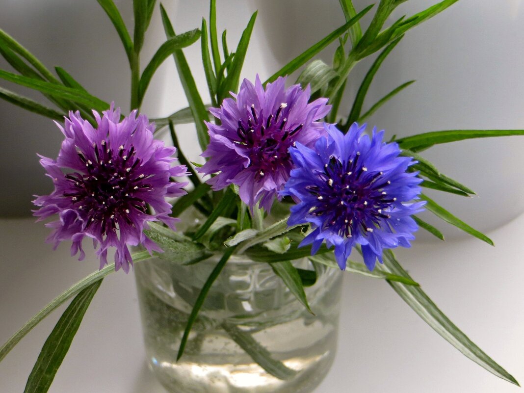 Васильки - Татьяна Смоляниченко Васильки - Татьяна Смоляниченко