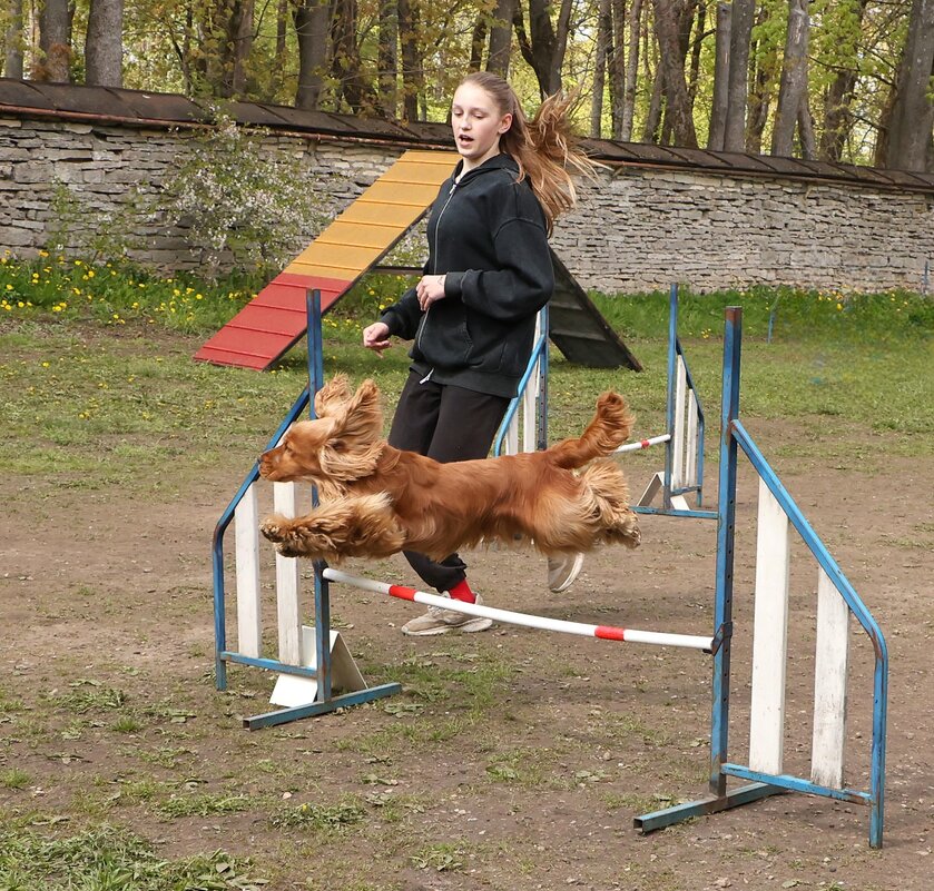 Аджилити - Анатолий Шумилин