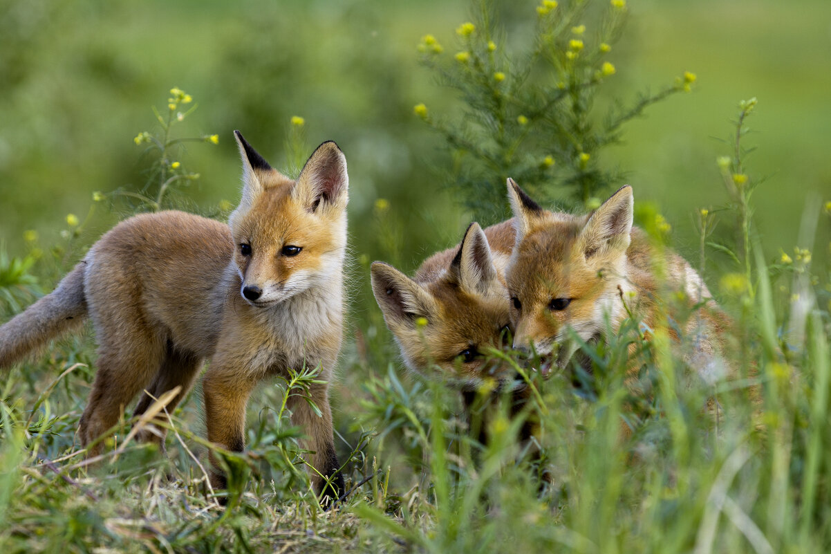 *** - Валерий Черняк