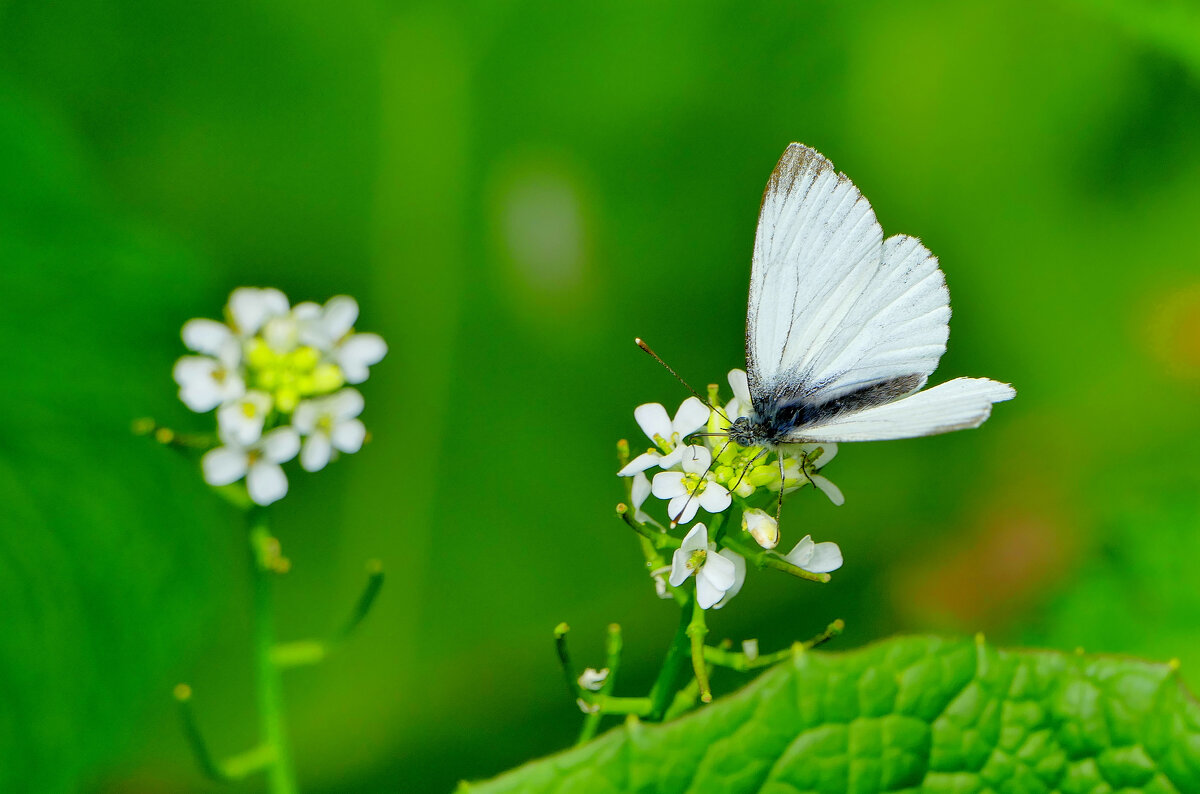 из снятого  вчера  2 - Александр Прокудин