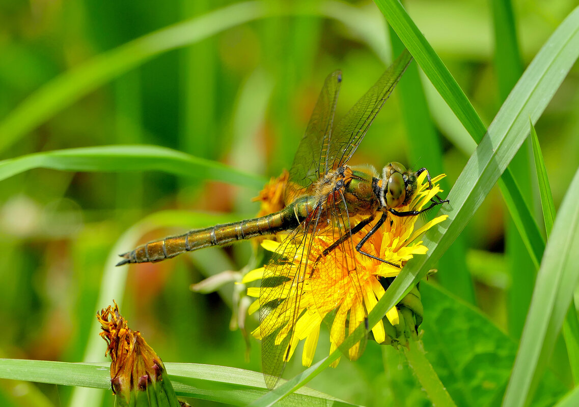 из снятого  вчера  4 - Александр Прокудин