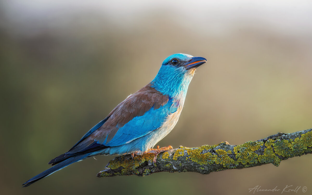 Встречая восход с сизоворонкой - Александр К. Встречая восход с сизоворонкой - Александр К.