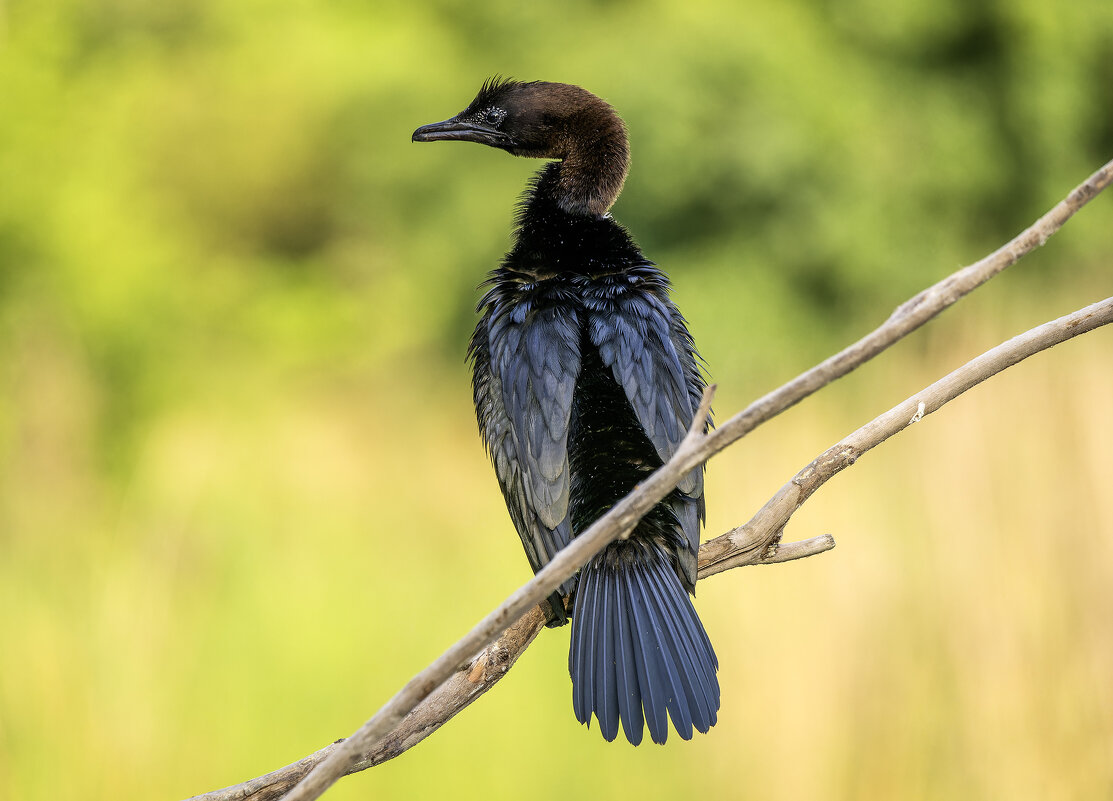 Малый баклан. - Alexander Amromin