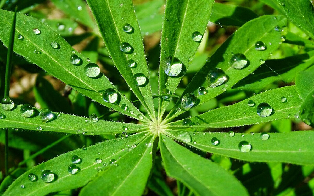 Капли дождя на листе люпина. - Милешкин Владимир Алексеевич Капли дождя на листе люпина. - Милешкин Владимир Алексеевич