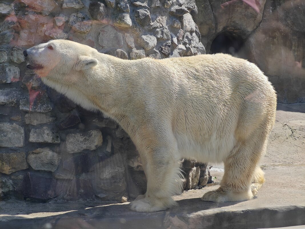 Белый медведь - <<< Наташа >>>