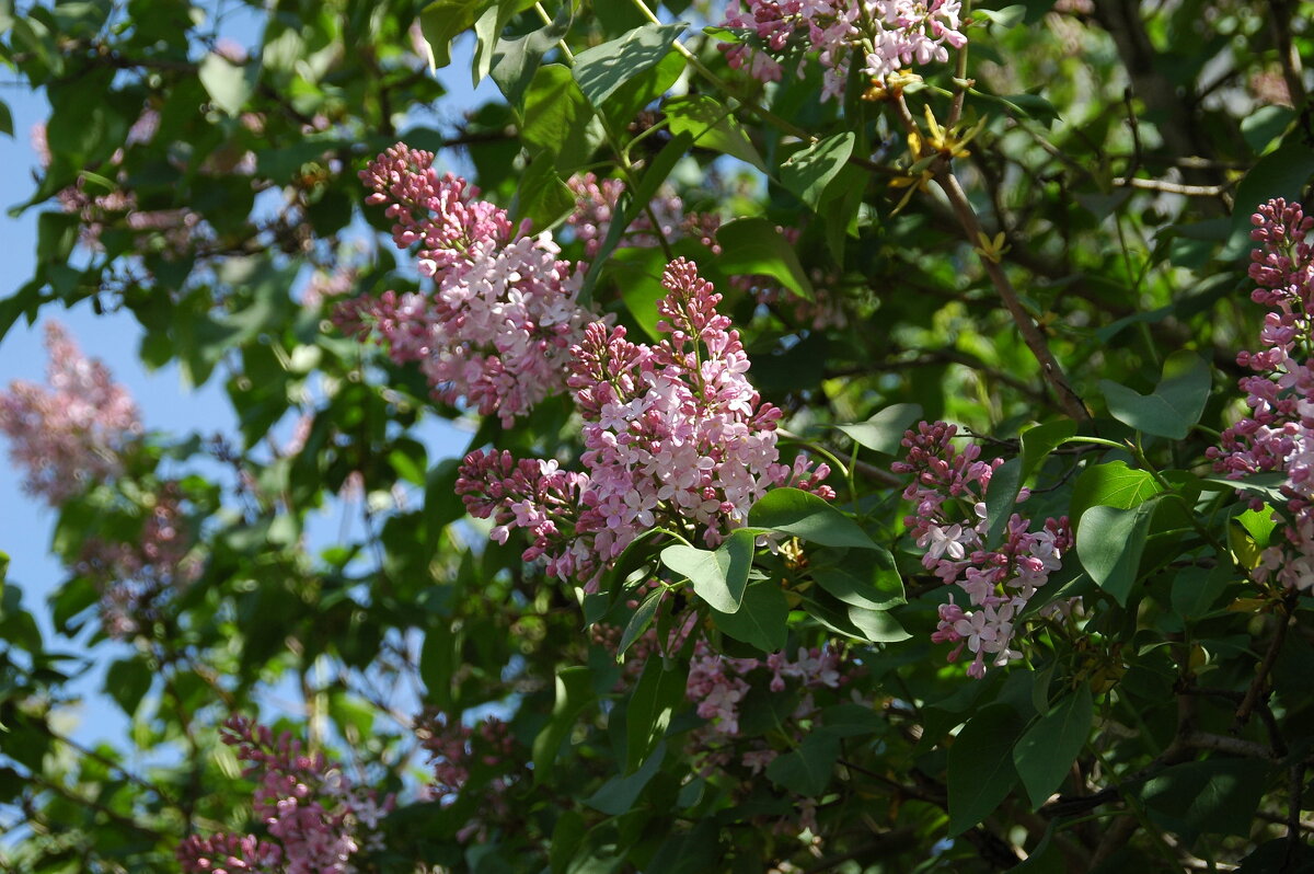 Сирени цвет (3) - Елена Пономарева Сирени цвет (3) - Елена Пономарева