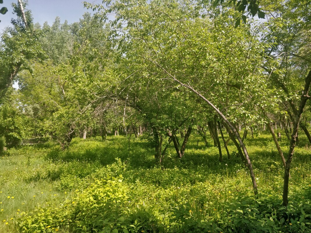 Шумит зелёный май... - Андрей Хлопонин Шумит зелёный май... - Андрей Хлопонин
