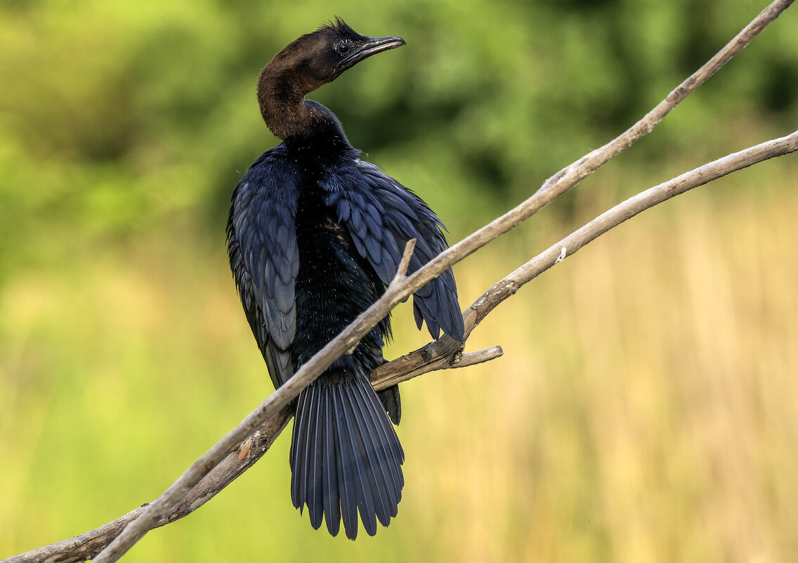 Малый баклан. - Alexander Amromin