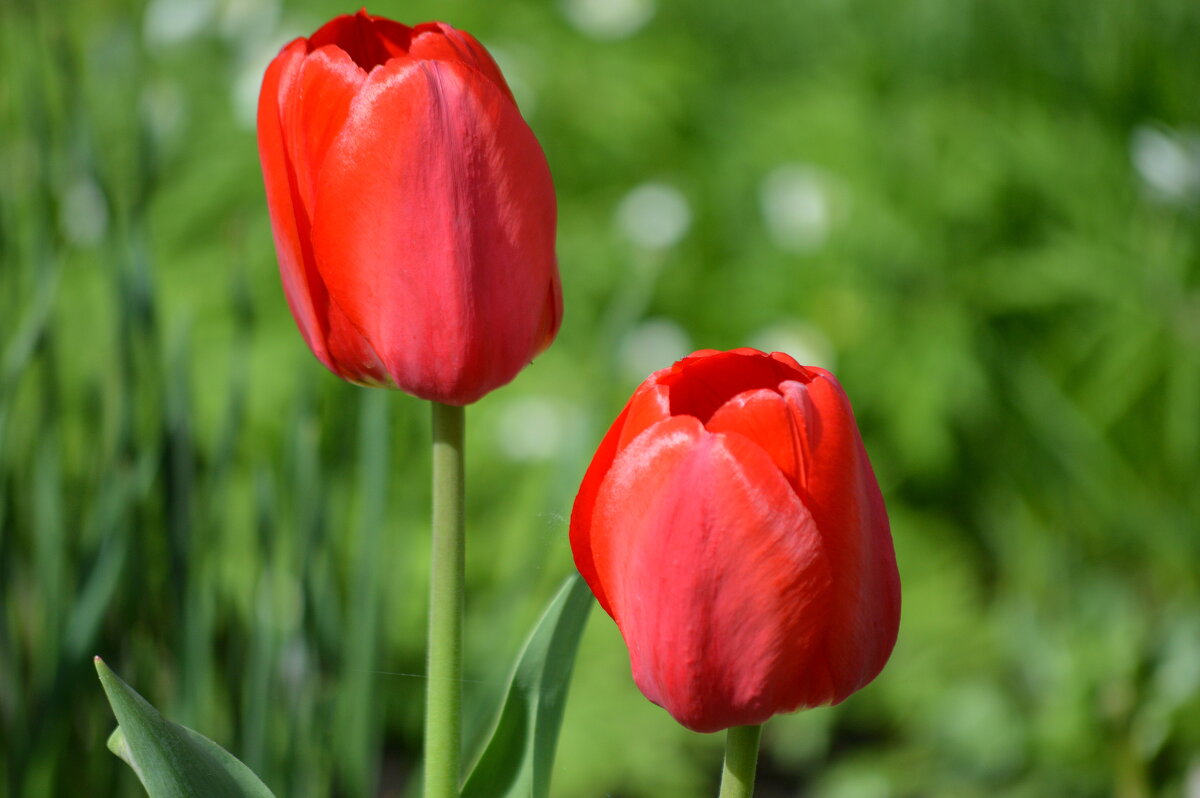 Красные) - Татьяна Лютаева Красные) - Татьяна Лютаева