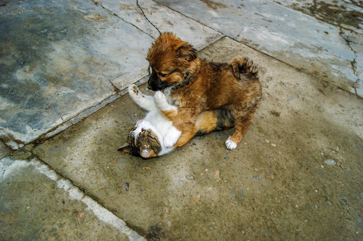 Живут как кошка с собакой - Игорь Сикорский Живут как кошка с собакой - Игорь Сикорский