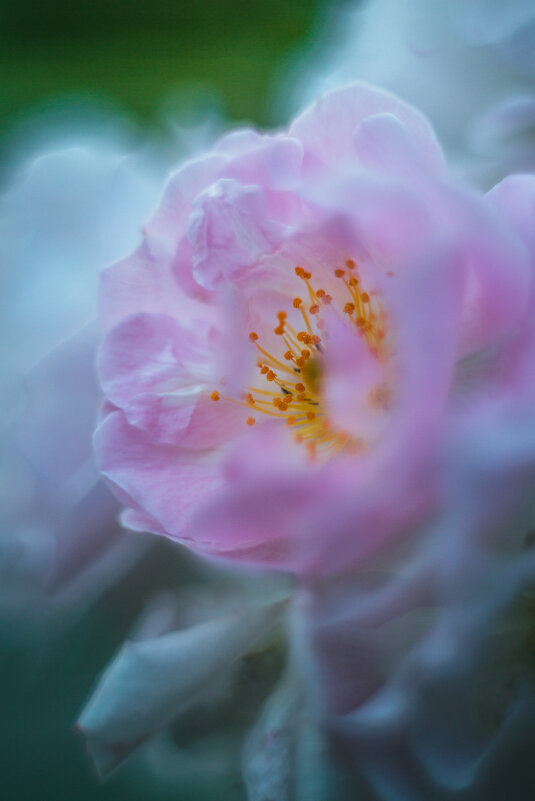 Кустовые розы - Дмитрий Кустовые розы - Дмитрий