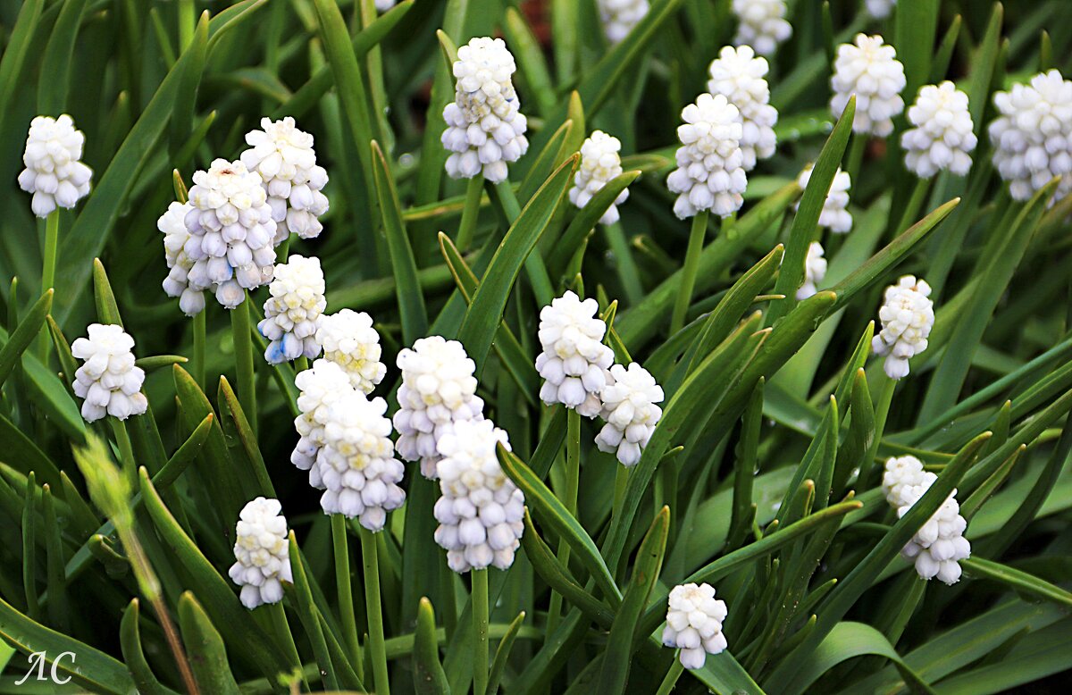 Мускари - Любовь Сахарова