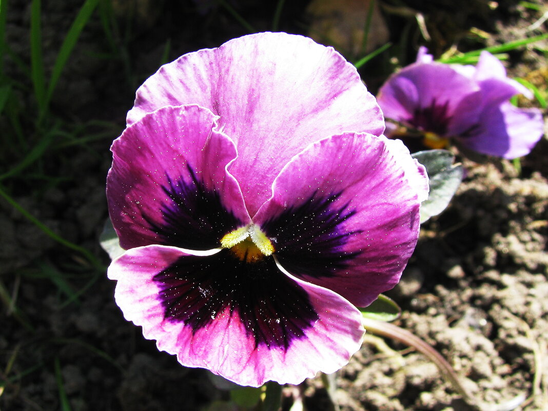 Кокетка - Людмила Смородинская Кокетка - Людмила Смородинская