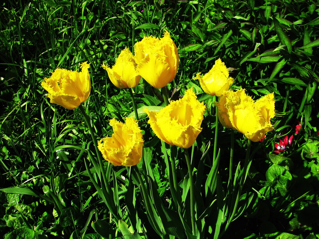 Букет в саду - Людмила Смородинская Букет в саду - Людмила Смородинская