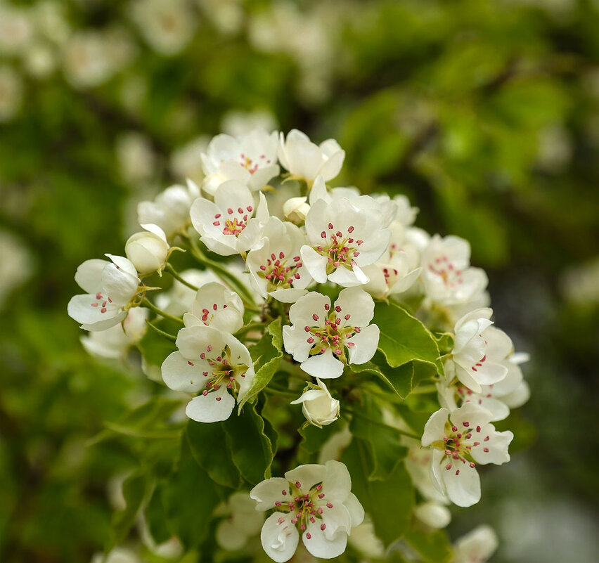 Груша цветет - Анатолий Шумилин
