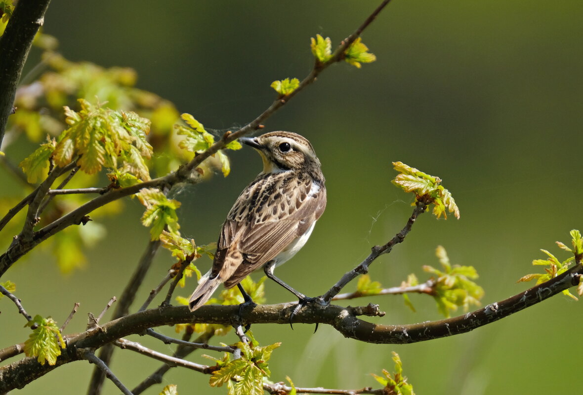 Луговой чекан - Андрей Зайцев
