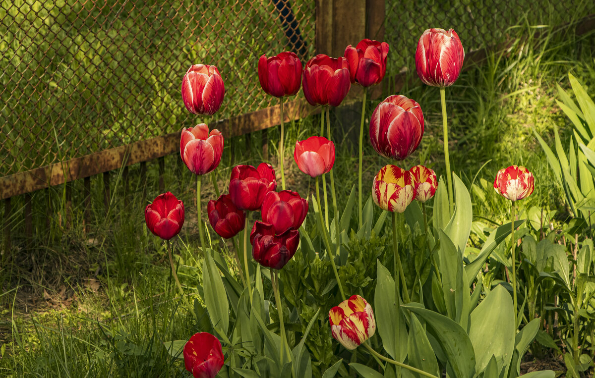 Время тюльпанов. - Петр Беляков Время тюльпанов. - Петр Беляков