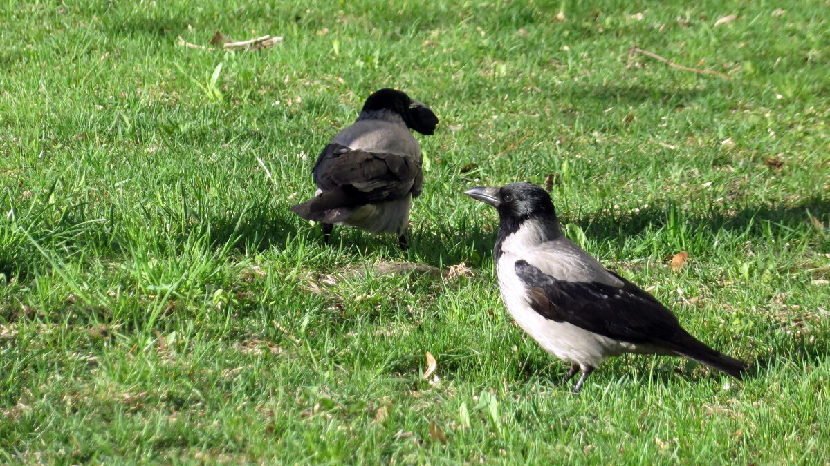 Может отнять её добычу?! - Ирина Олехнович Может отнять её добычу?! - Ирина Олехнович