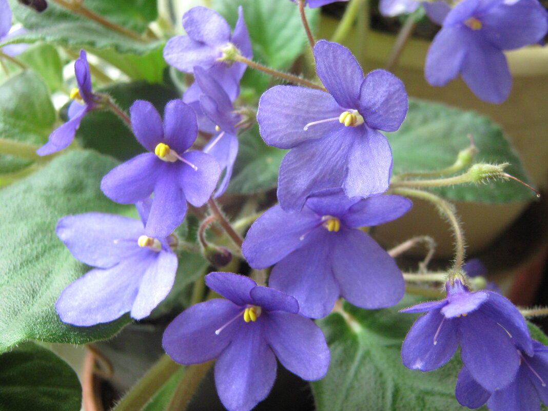 Фиалка - Елена Семигина Фиалка - Елена Семигина