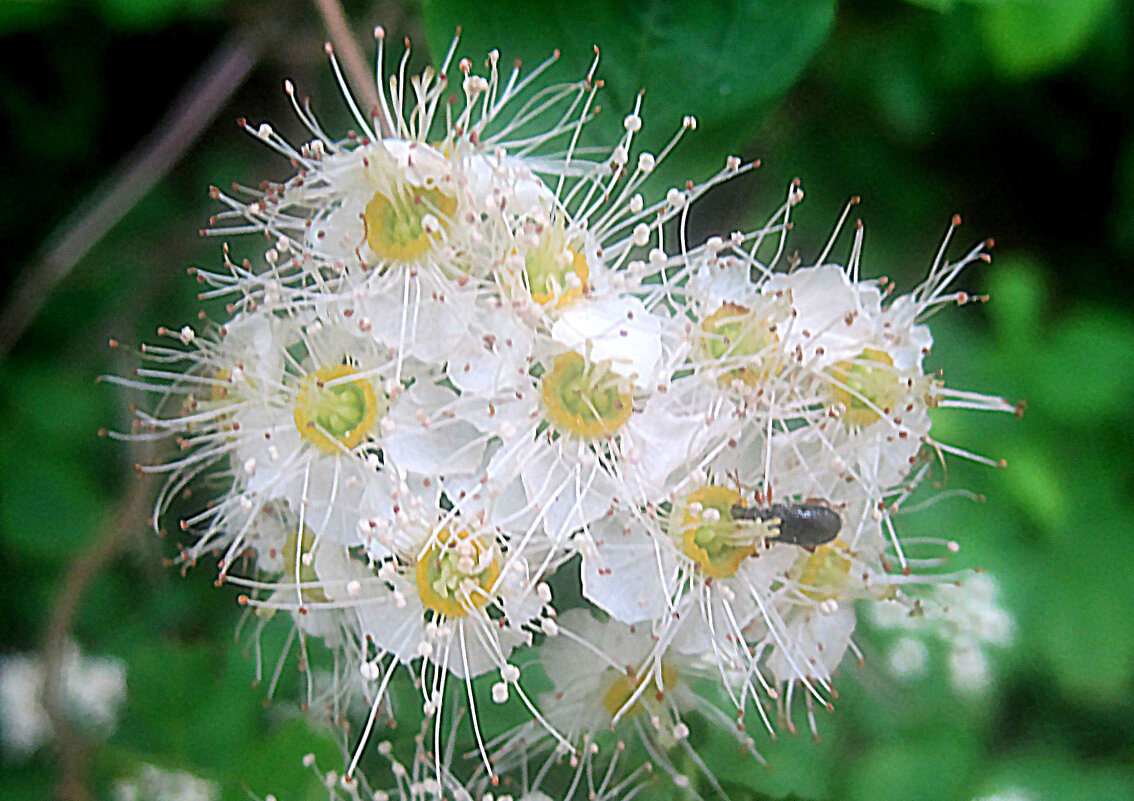 Спирея - Елена Семигина