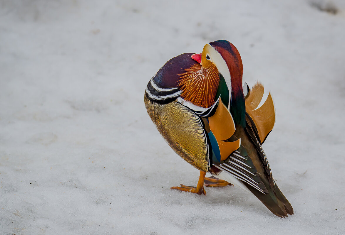 Заморский красавец. - Sergey (Apg)