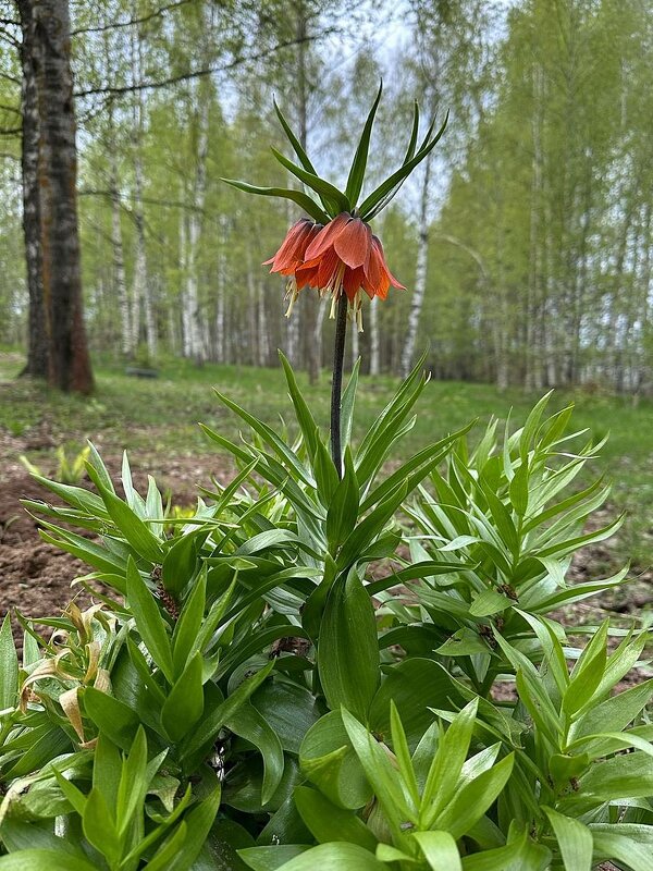 Рябчик императорский. - Ольга Довженко