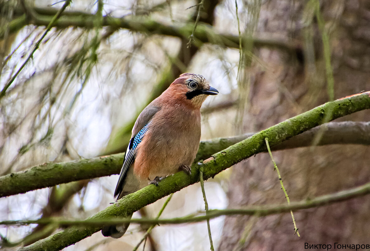 Сойка - Laryan1 