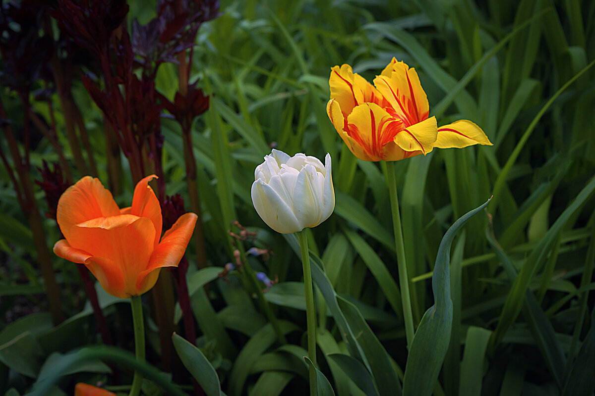 фОТОЗАРИСОВКА - Владимир Кроливец фОТОЗАРИСОВКА - Владимир Кроливец