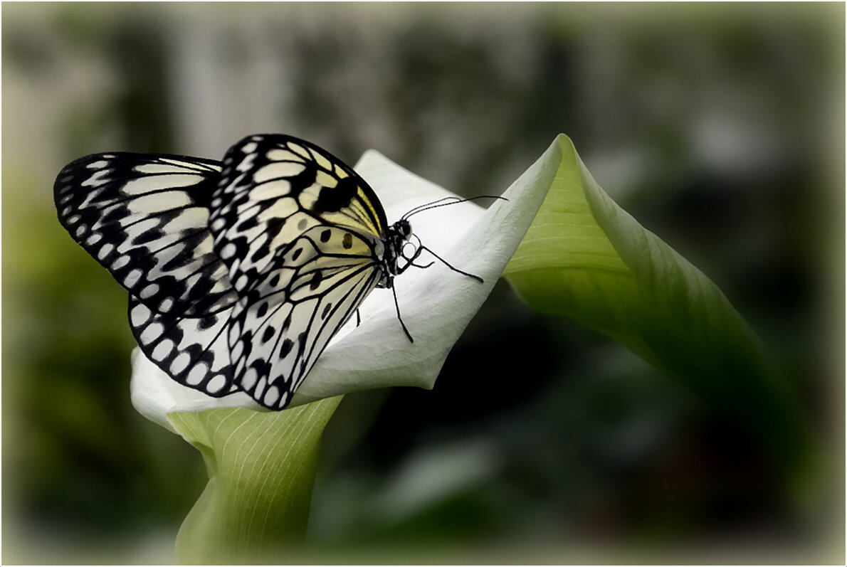 Как прекрасен этот МИР... - Aleksandr Gal