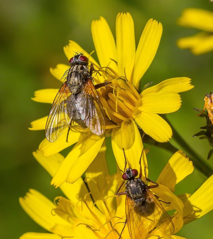 Краски лета. - Алексей Трухин