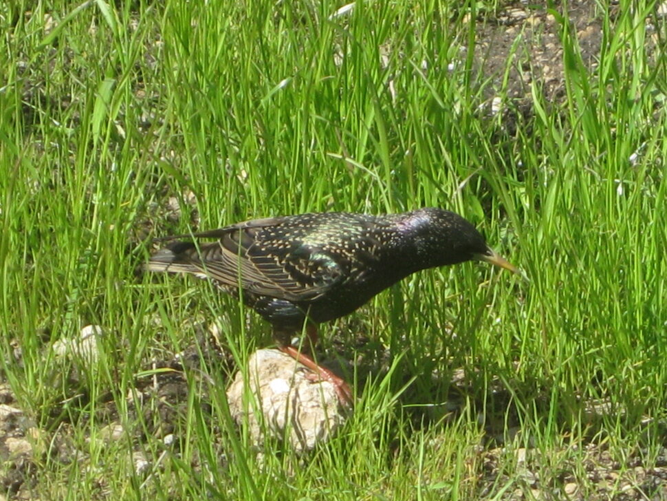 Скворушка - Дмитрий Никитин