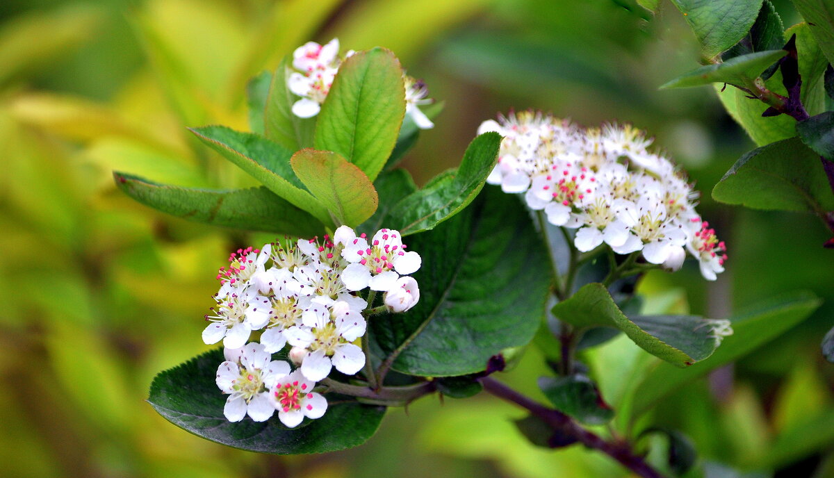 Весна.. - Анатолий Анищик