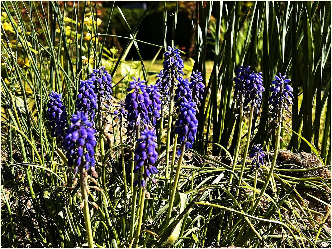 Мускарики Ландшафтного парка. - Валерия Комова Мускарики Ландшафтного парка. - Валерия Комова