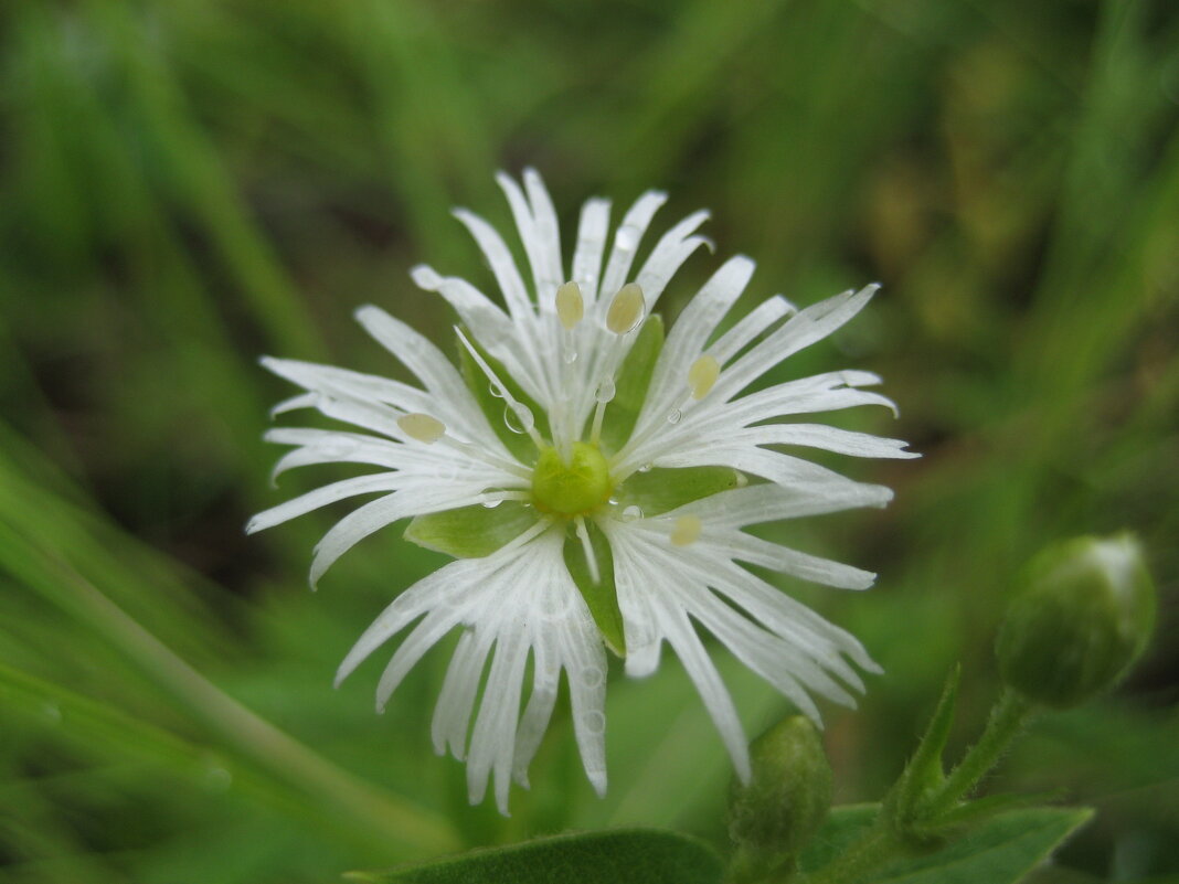 Бахромчатолепестник лучистый - Anna Ivanova