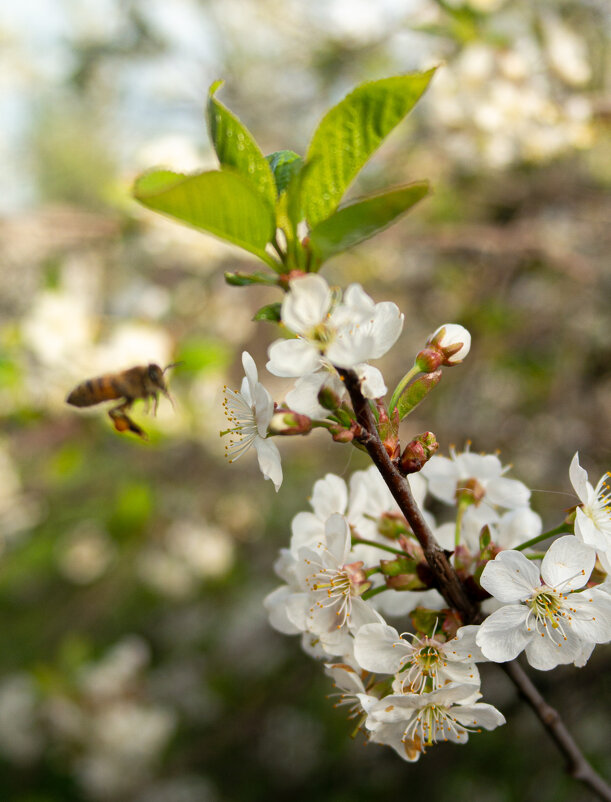 Цветение вишен - Светлана Мишенёва Цветение вишен - Светлана Мишенёва