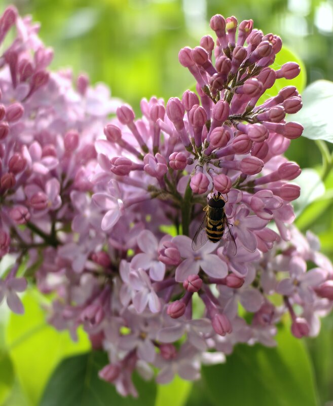 Плыл по воздуху запах сирени... - Светлана 13.06.