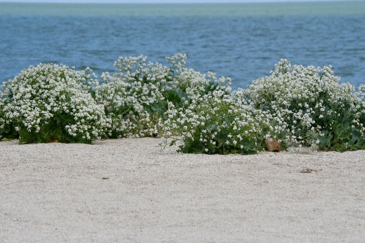 Нежность - Татьяна Евдокимова Нежность - Татьяна Евдокимова