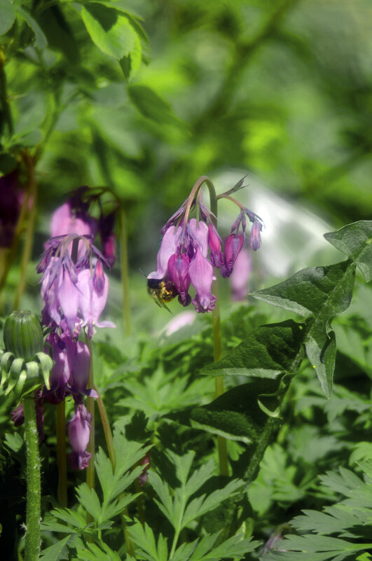 обед - Lyubov Busova