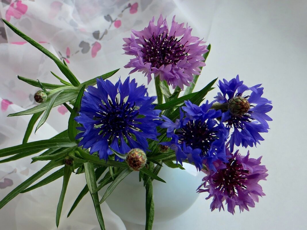 Васильки - Татьяна Смоляниченко Васильки - Татьяна Смоляниченко