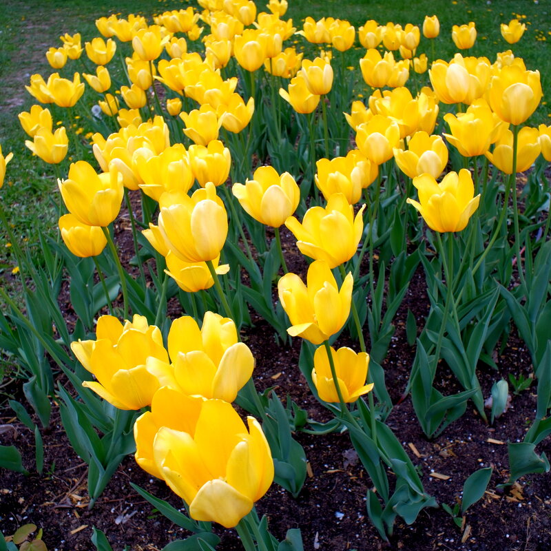 Лютики-цветочки... - Лютый Дровосек Лютики-цветочки... - Лютый Дровосек