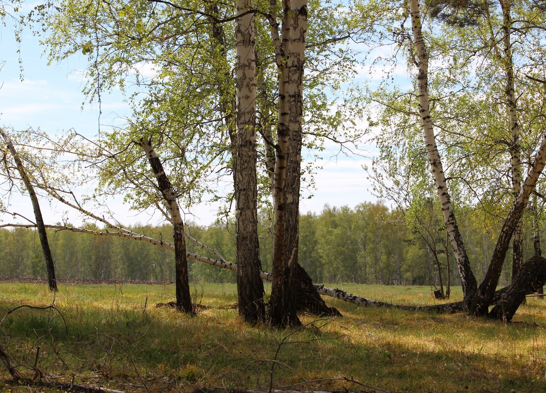майский лес - Ольга Гомзина майский лес - Ольга Гомзина