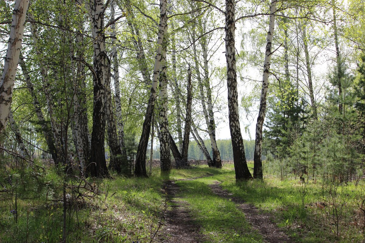 лес в мае - Ольга Гомзина