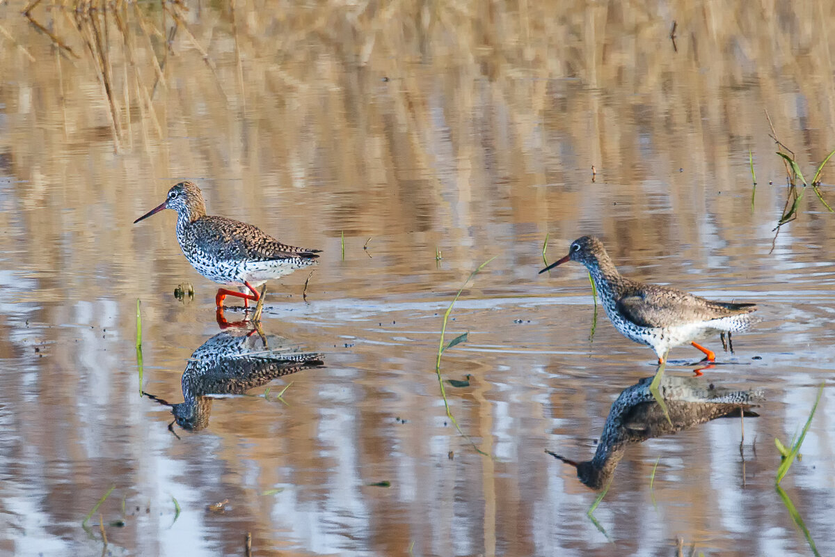 Травники - Георгий Кулаковский