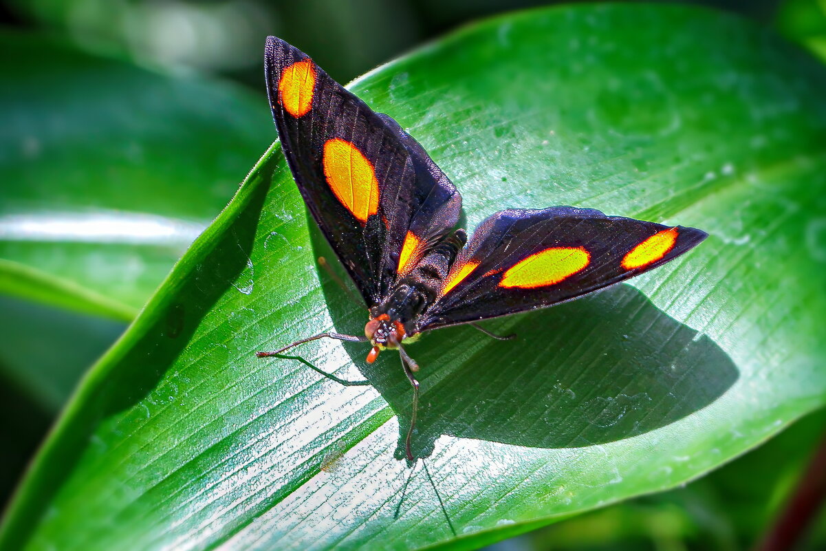 *** - Sergey Grim *** - Sergey Grim