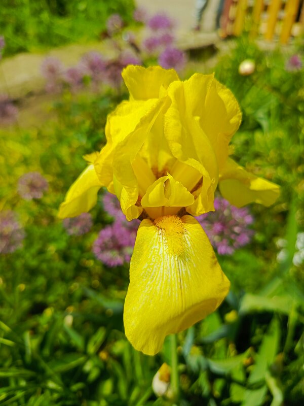 Ирис жёлтый - Татьяна Пальчикова