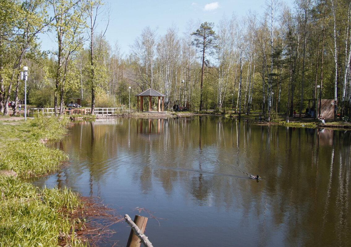 В парке "Золотые пески" - Евгений Шафер В парке "Золотые пески" - Евгений Шафер