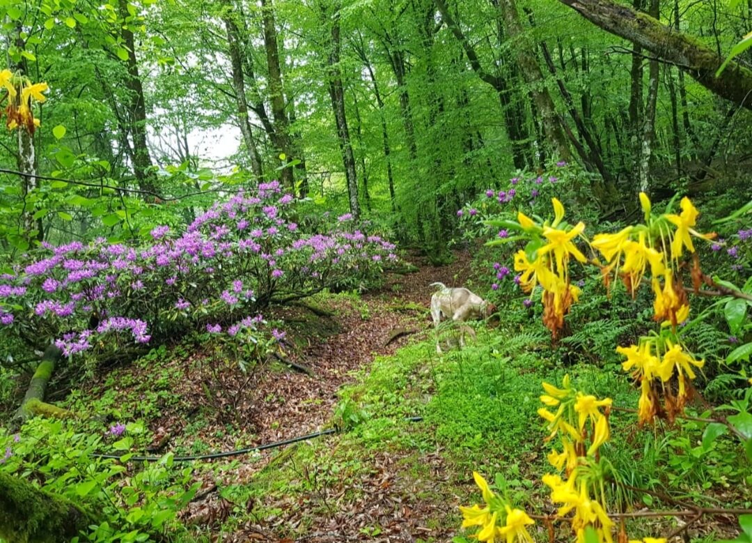 РОДОДЕНДРОНОВЫЙ ЛЕС - Tata Wolf РОДОДЕНДРОНОВЫЙ ЛЕС - Tata Wolf