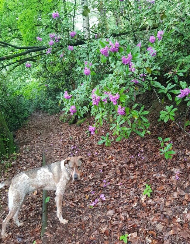 РОДОДЕНДРОНОВЫЙ ЛЕС - Tata Wolf